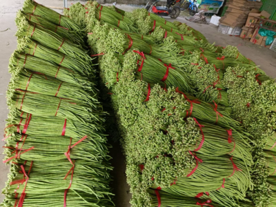 山東蘭陵青條豆角批發(fā)行情分析 1.50元/斤的新鮮蔬菜市場潛力