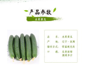 蘇子富春水果黃瓜——夏季綠色農(nóng)家小黃瓜，新鮮現(xiàn)摘的東北特產(chǎn)｜嘗鮮正當時！